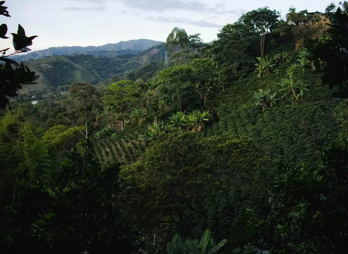 Montañas cafetaleras cubiertas de vegetación